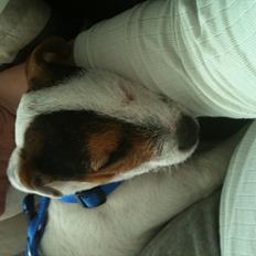 Jack russell terrier Tjalfe.