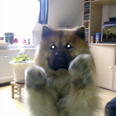 Chow chow Lucky
