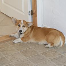 Welsh corgi pembroke jackie