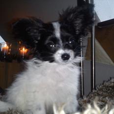 Papillon Putte