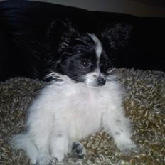 Papillon Putte