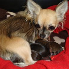 Chihuahua Chiva (Udstationeret)