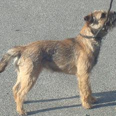 Border terrier Dalshøj´s Ellis ( Bell ) kaaret til herning som Da