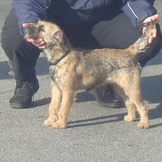 Border terrier Dalshøj´s Ellis ( Bell ) kaaret til herning som Da