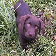 Labrador retriever Magda