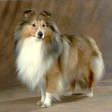 Shetland sheepdog Blacki