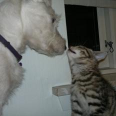 Jack russell terrier Kokos