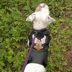 Jack russell terrier Kokos