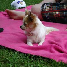 Chihuahua Misha