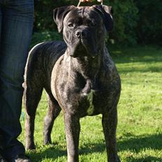 Bullmastiff Bullberry Imogen, aka Cookie.