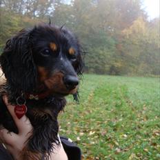 Miniature gravhund Kaya R.I.P