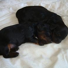 Miniature gravhund Kaya R.I.P