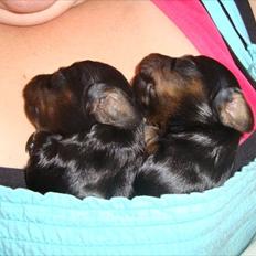 Miniature gravhund Kaya R.I.P