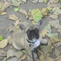 Fransk bulldog Vincent