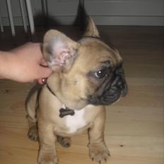Fransk bulldog Vincent