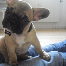 Fransk bulldog Vincent