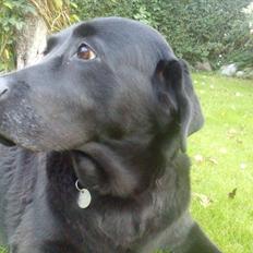 Blanding af racer Rasmine