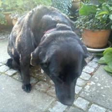 Blanding af racer Rasmine