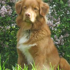 Nova scotia duck tolling retriever Simba