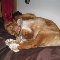 Nova scotia duck tolling retriever Simba