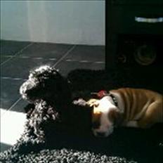 Engelsk bulldog Tilde