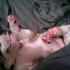 Engelsk bulldog Tilde