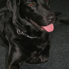 Labrador retriever malou