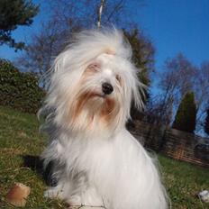 Coton de tulear Lily