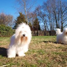 Coton de tulear Lily