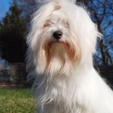 Coton de tulear Lily