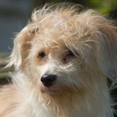 Coton de tulear Rosa