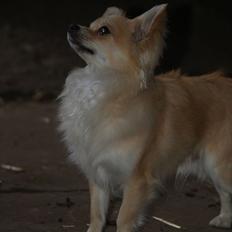 Chihuahua Mac