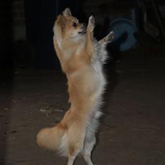 Chihuahua Mac