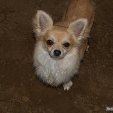 Chihuahua Mac