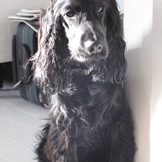Cocker spaniel Louis