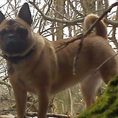 Blanding af racer Chanel