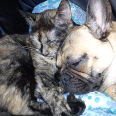 Blanding af racer Chanel