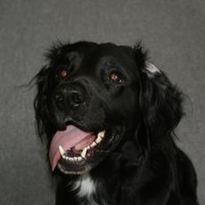 Kleiner münsterländer Bølle <3