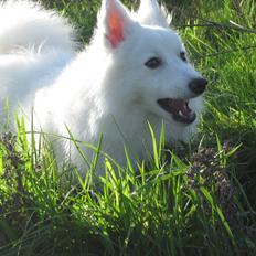 Japansk spids Sylvie Putput Rasmussen