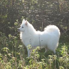 Japansk spids Sylvie Putput Rasmussen