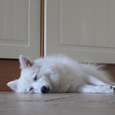 Japansk spids Sylvie Putput Rasmussen