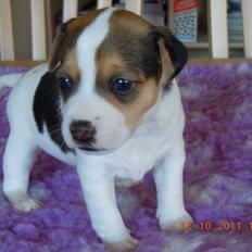 Dansk svensk gaardhund Cissie