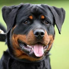 Rottweiler Heitahs Uno