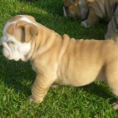 Engelsk bulldog Karla von go go