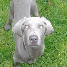 Blanding af racer SIF..