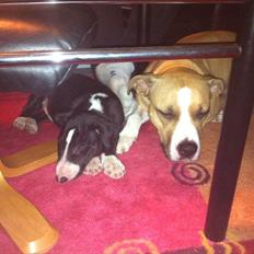 Bullterrier Balrogs Gertrud Gyldenkål