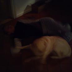 Golden retriever Bailey