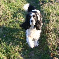 Engelsk springer spaniel Chemy (R.I.P)