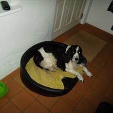 Engelsk springer spaniel Chemy (R.I.P)