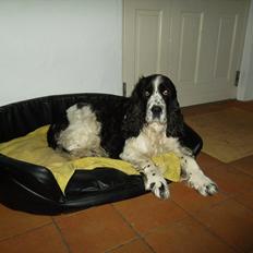 Engelsk springer spaniel Chemy (R.I.P)